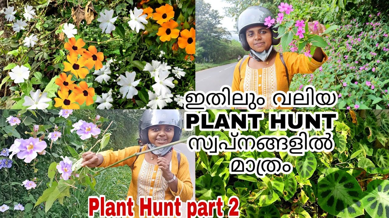 കോഴിക്കോട് മുതൽ വയനാട് വരെ റോഡ് സൈഡിൽ ഉള്ള ചെടികൾ പറിക്കാം | Plant Hunt Part 2 Wayanadan Touch