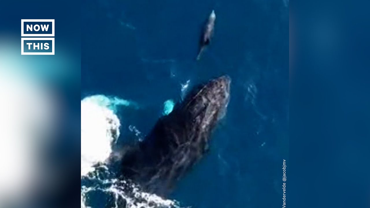 'Magic' Moment Between Whale and Dolphin #Shorts