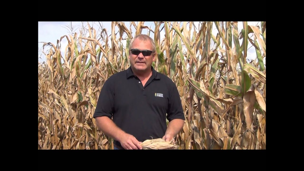 Dealing With Aflatoxin