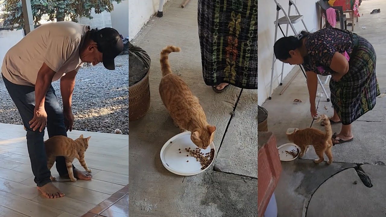 Asi Cuidamos al nene de la Casa|Mira Como doña Doris y don Rodo Juegan y Cuidan al 🐈de amedali 🤩🥰