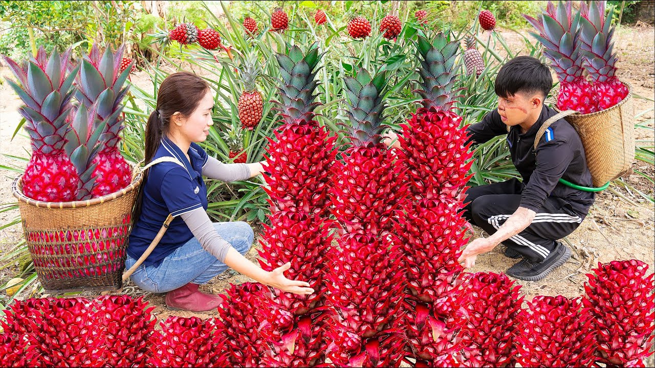 Harvest PINEAPPLE RED Goes to the market sell - Cooking | Lý Thị Hoa