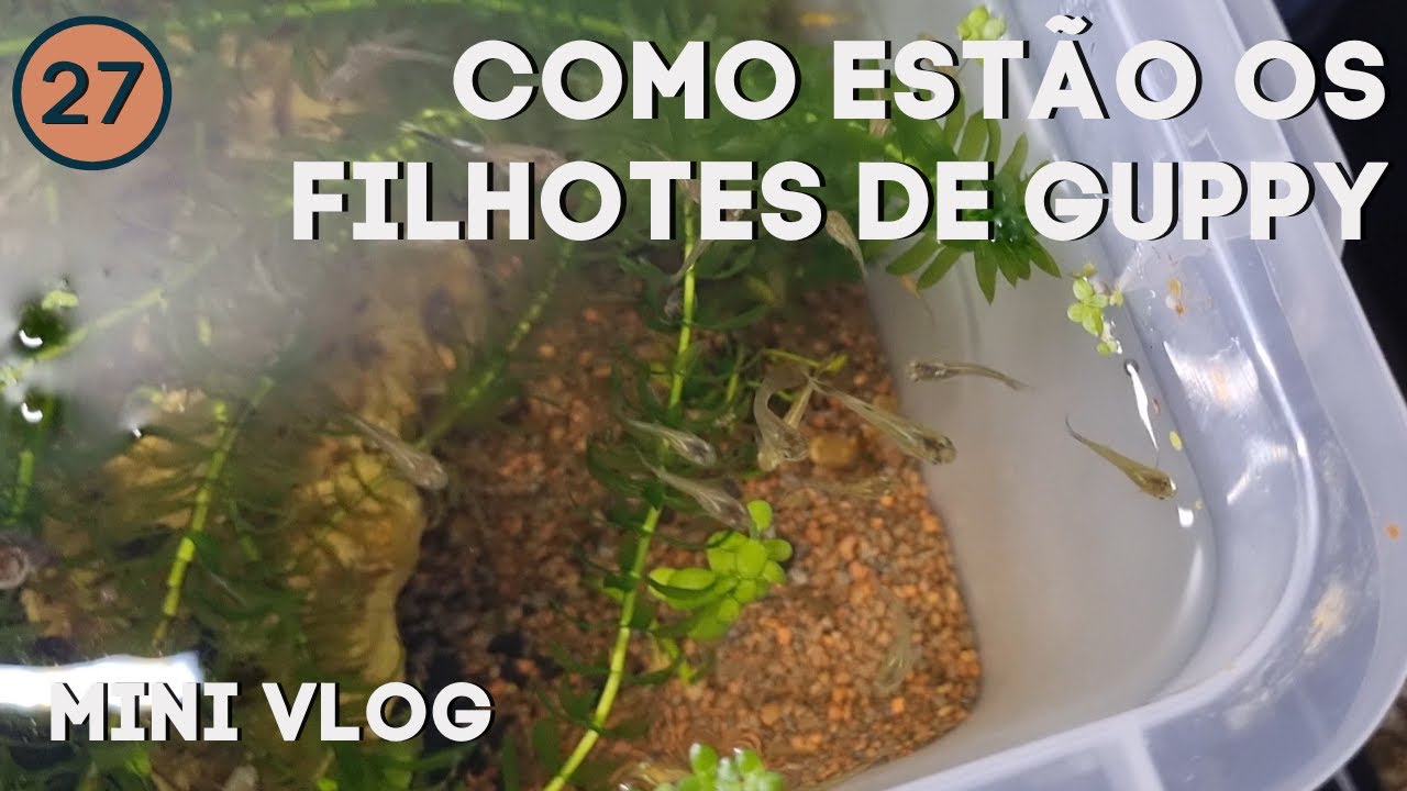 Atualizações sobre os filhotes de guppy - vlog extra | Vlog 27