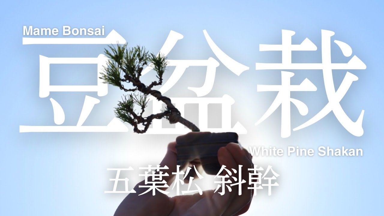 豆盆栽 五葉松 : 斜幹