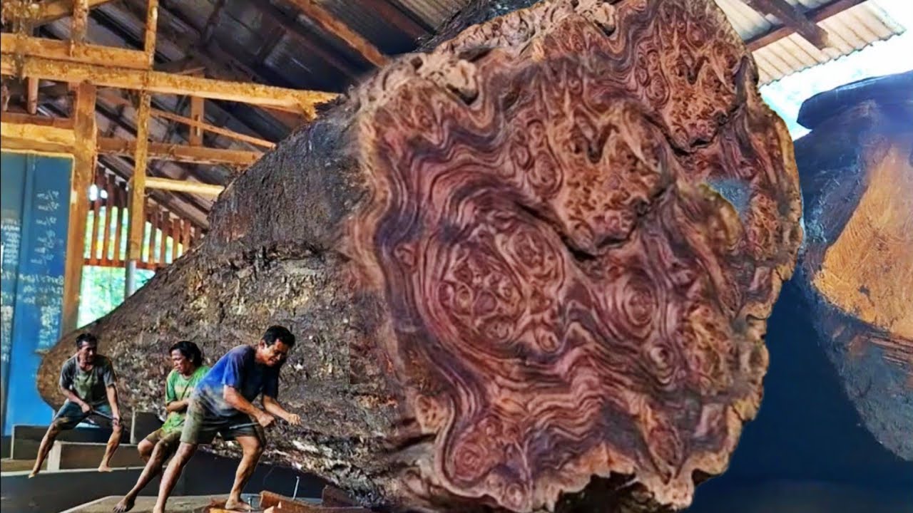 The biggest sawmill!!amazing giant wood chopping at the sawmill 