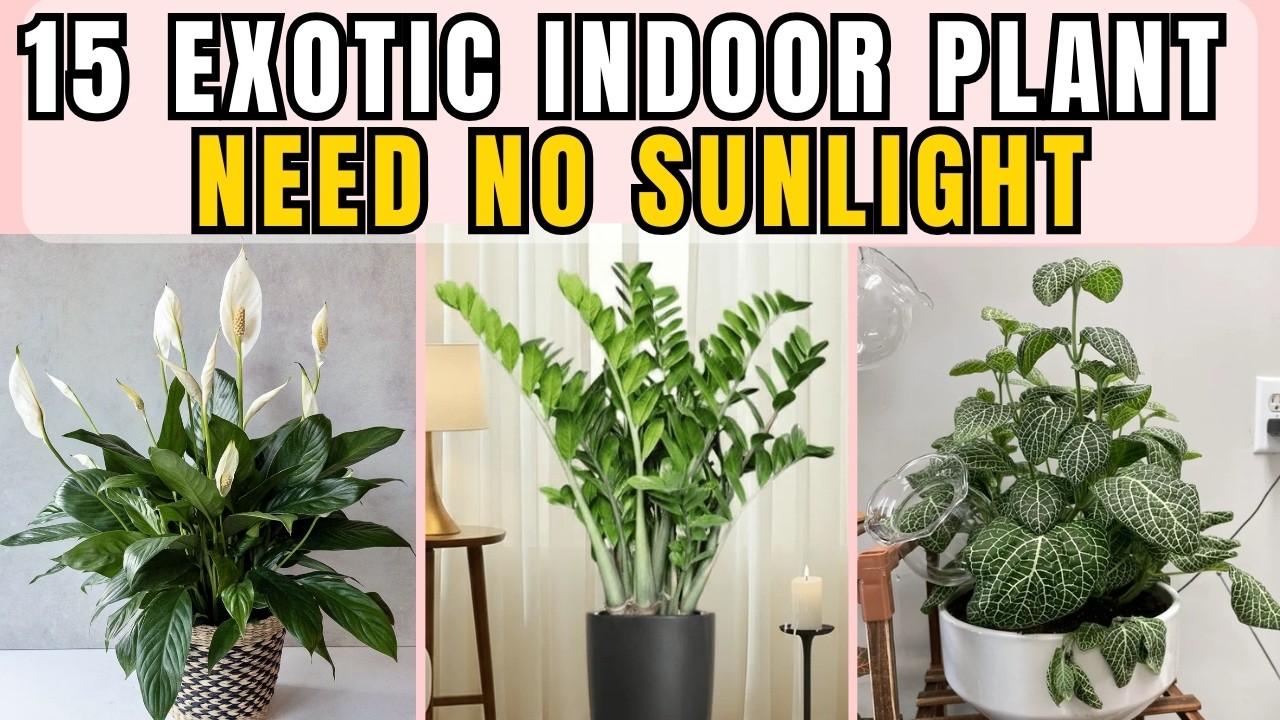 15 Stunning Exotic Indoor Plants Thrive Without Sunlight, Low Maintenance, Perfect for Small Homes
