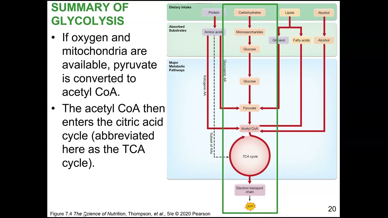 Chapter 7 Metabolism