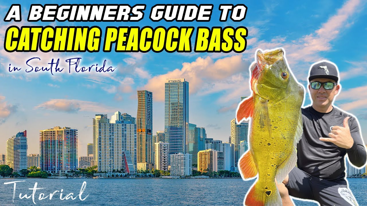 Beginners Guide to Catching Peacock Bass in South Florida - Fishing Tutorial