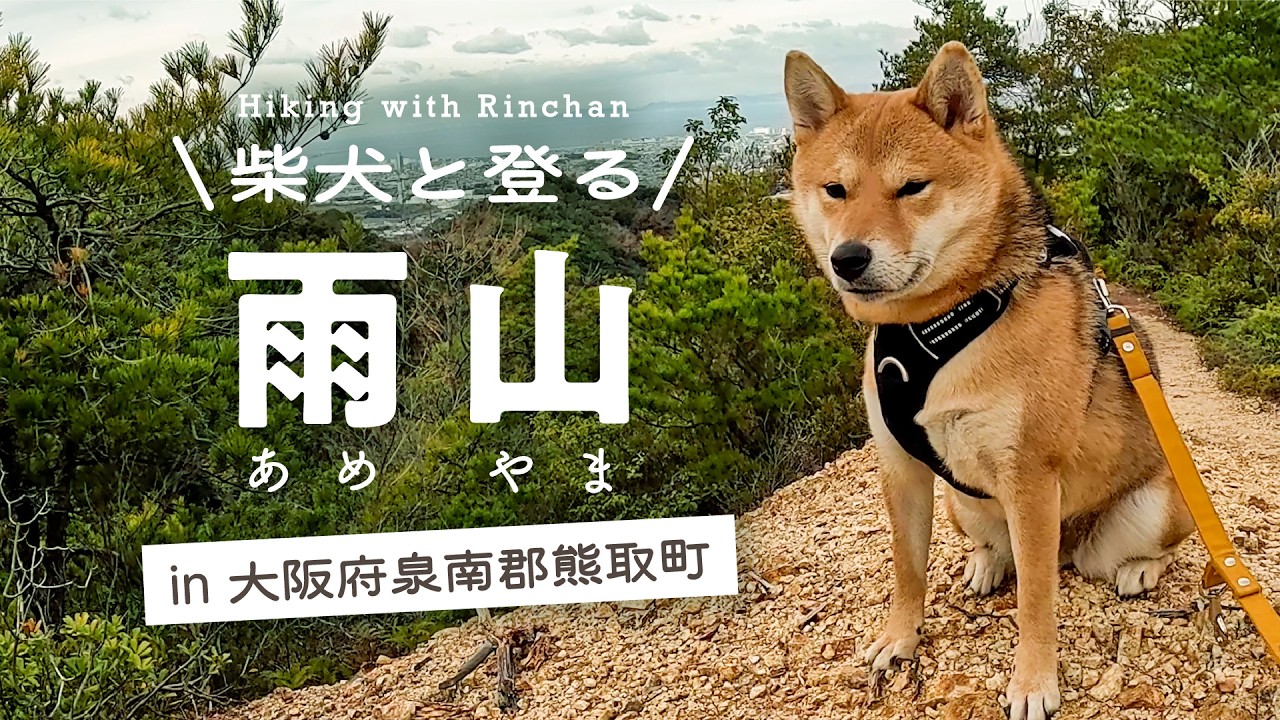 【犬連れ登山】雨山（大阪府泉南郡熊取町）へ柴犬りんちゃんと登山