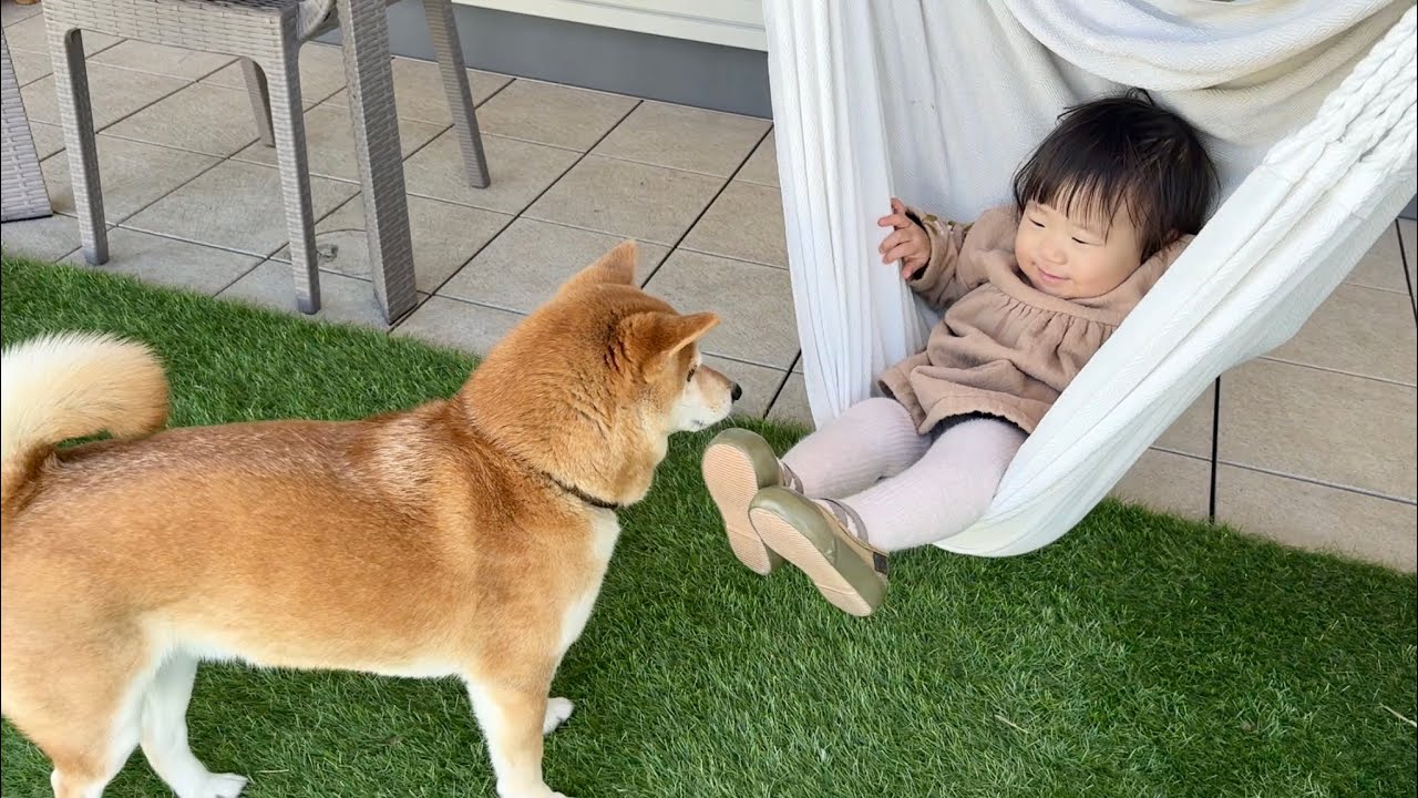 柴犬と1歳娘と過ごす最高な休日の過ごし方