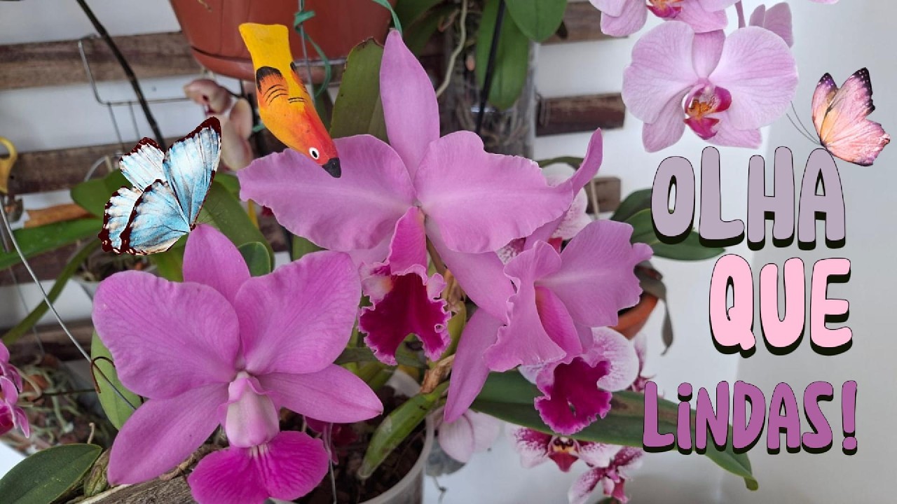 Olha que Lindas!