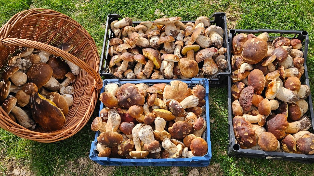 Cèpes en folie 🤩!!! Magnifique cueillette du 20/09/25 🍄‍🟫.