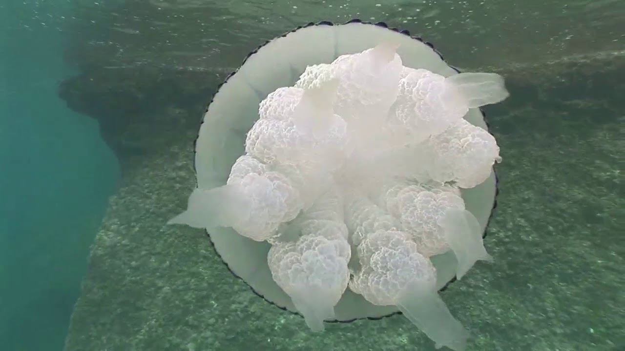 Los cnidarios