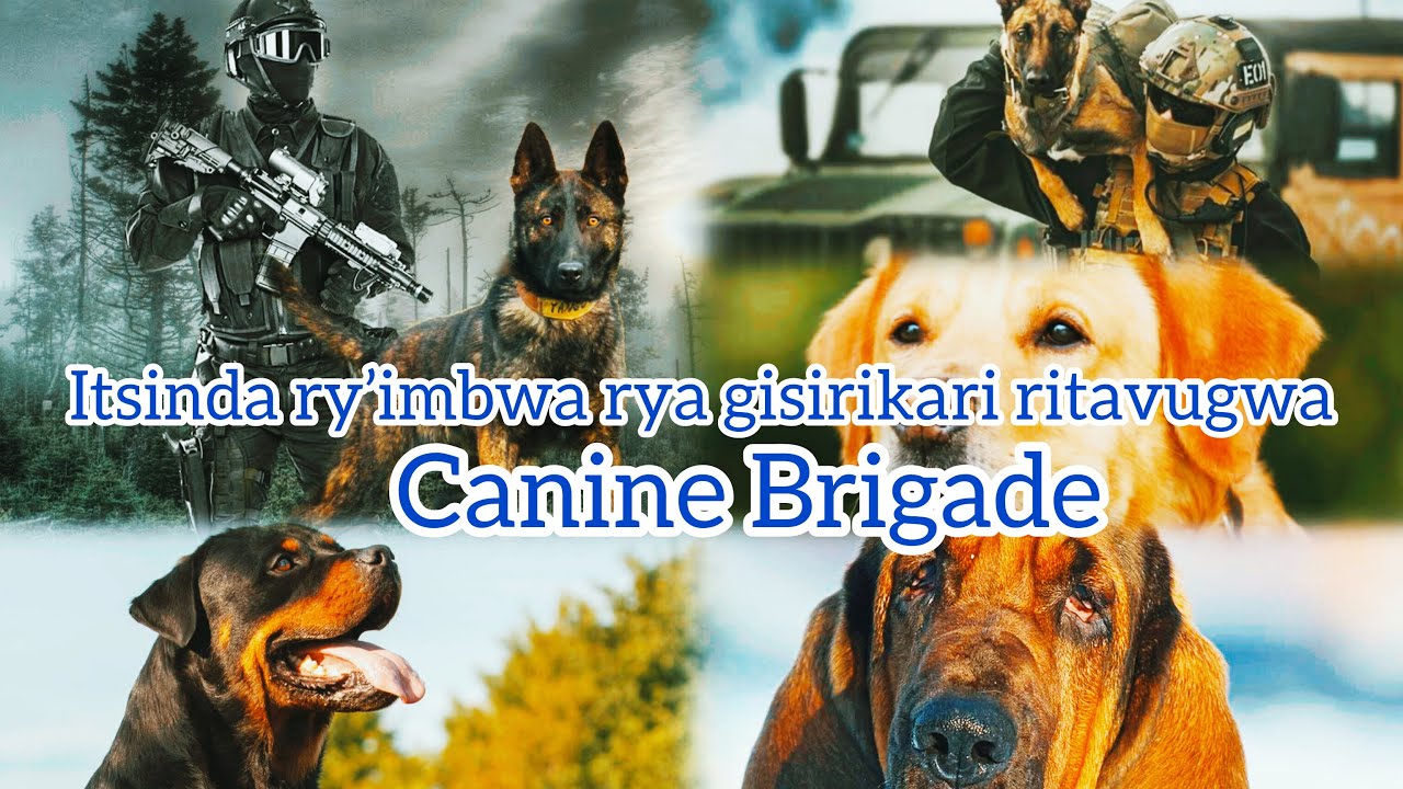 Freedom empire (WIN 2)// ITSINDA RY’IMBWA RYA GISIRIKARI RITAVUGWA (CANINE BRIGADE)