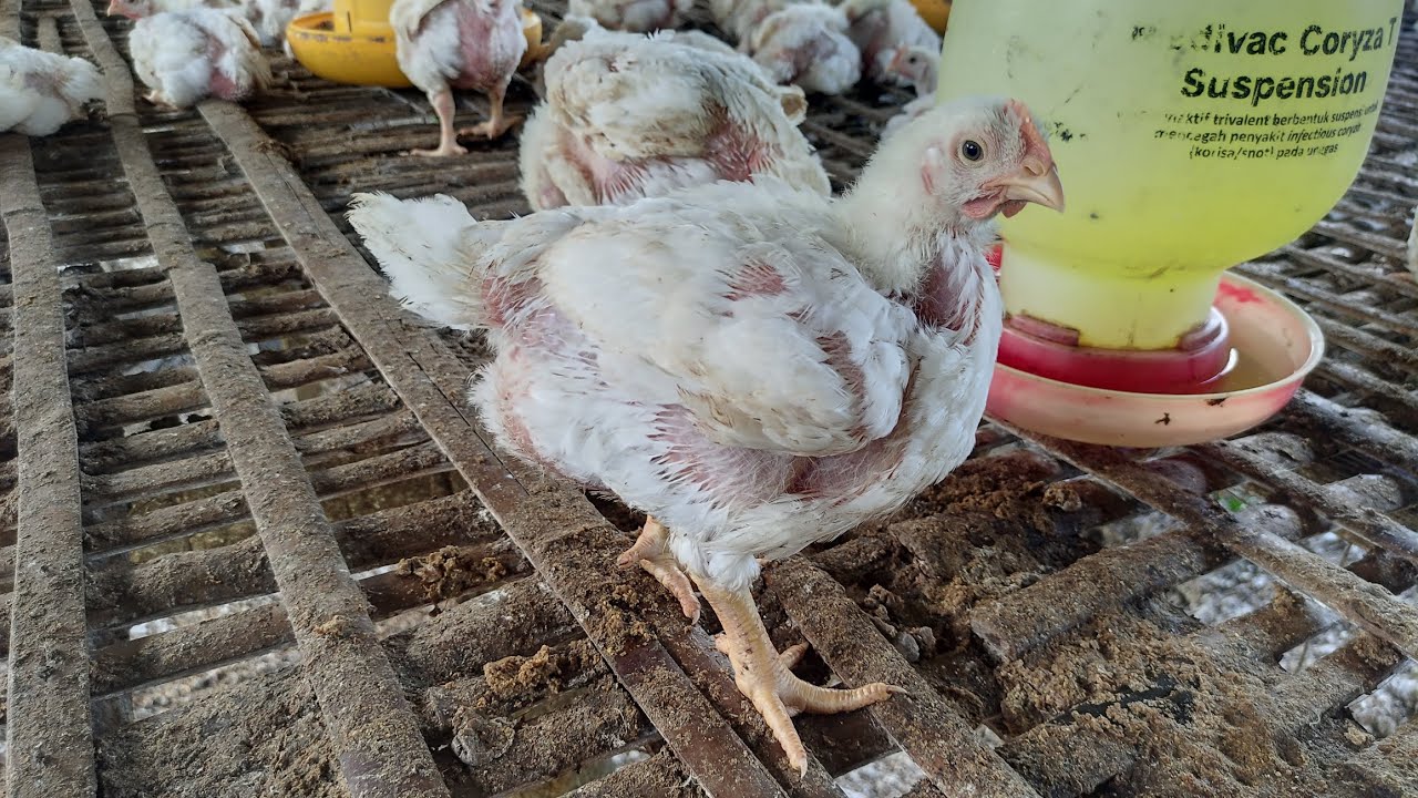 HARI KE 23 ! CUACA TIDAK MENDUKUNG ! KADANG PANAS KADANG HUJAN !