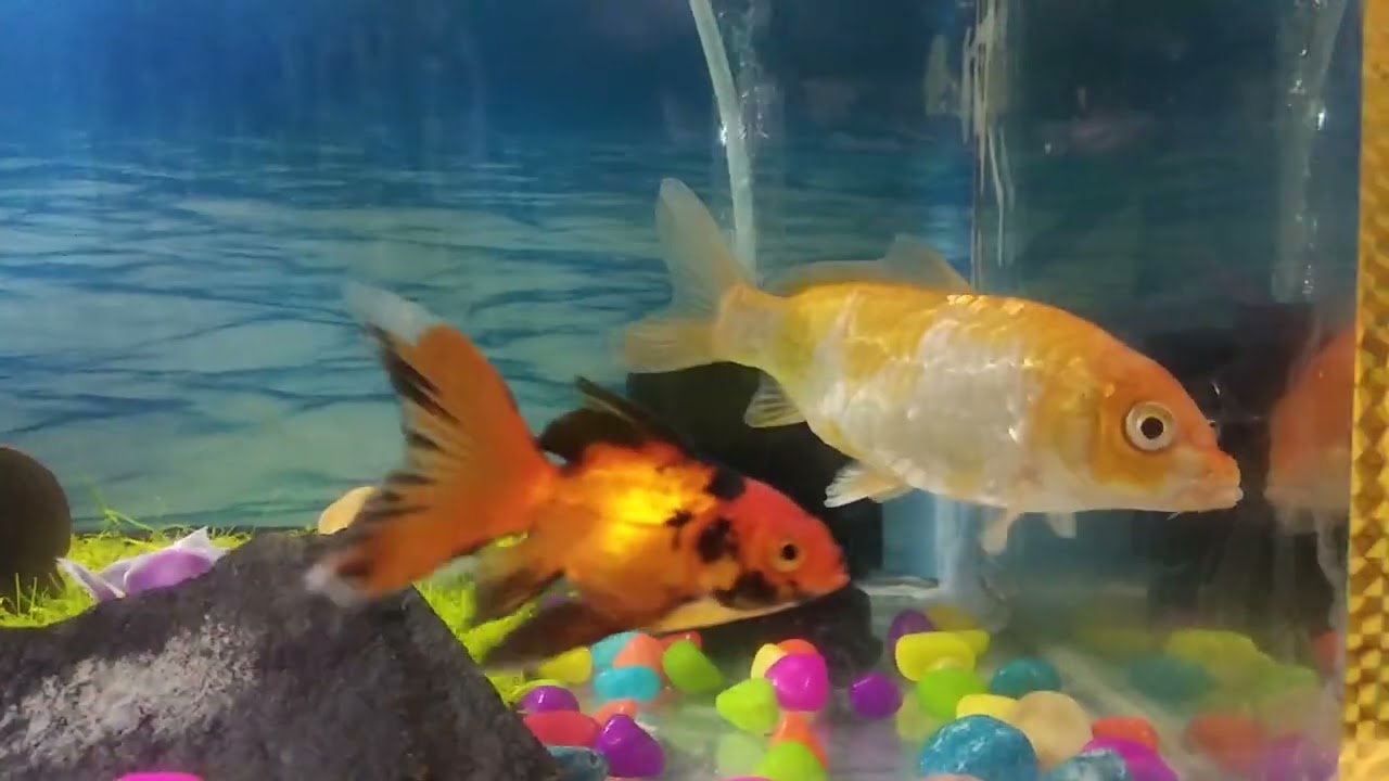 Giant Cup Fish 🐟 😱😱 small Decoration #aquarium 