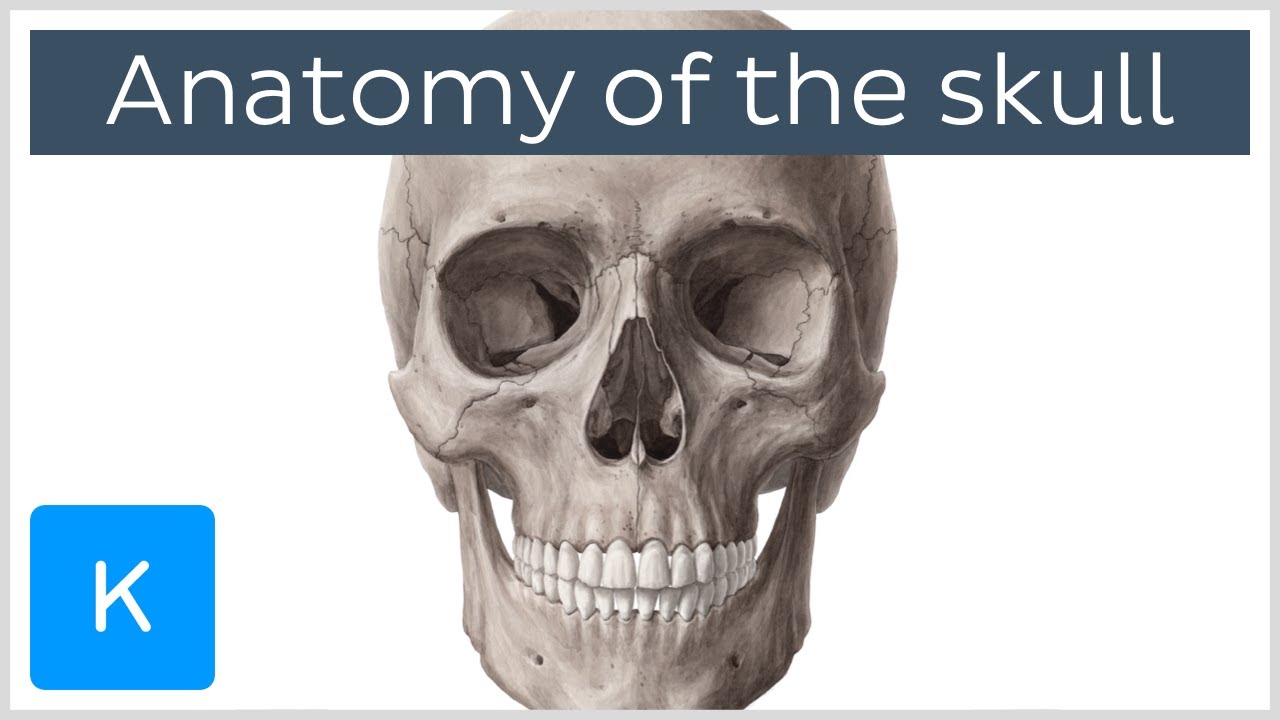 Bones of the Skull: Neurocranium and Viscerocranium - Human Anatomy | Kenhub