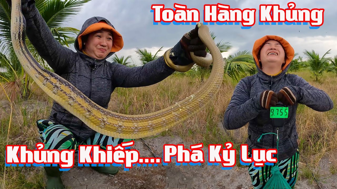 Không Tin Nổi, Phá Kỷ Lục Lần Đầu Tiên Rắn Nhiều Đến Như Vậy # Cò Sang Săn Bắt # Tập 18