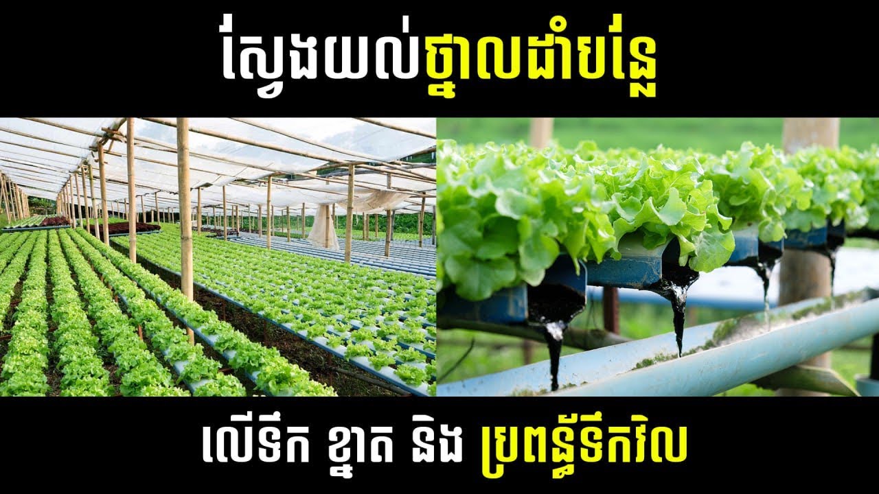 ស្វែងយល់ ការរៀបថ្នាលដាំបន្លែលេីទឹ លេីទុយយោ