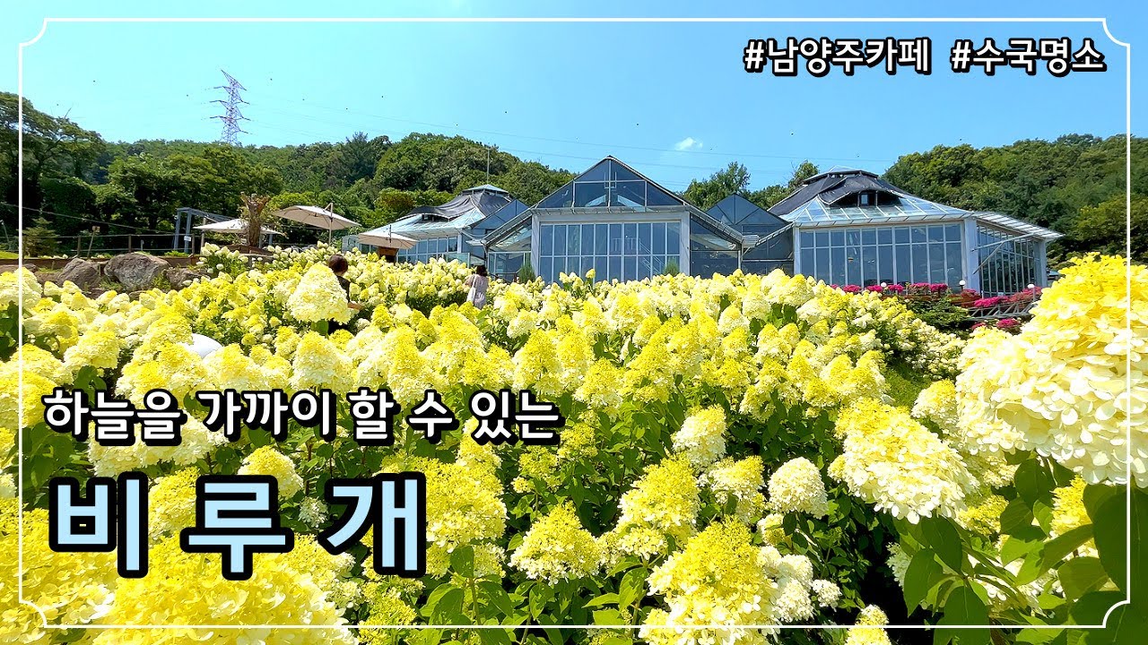 [남양주카페] 8월에 반드시 가봐야하는 카페 비루개 / 수국명소 식물원카페 힐링카페