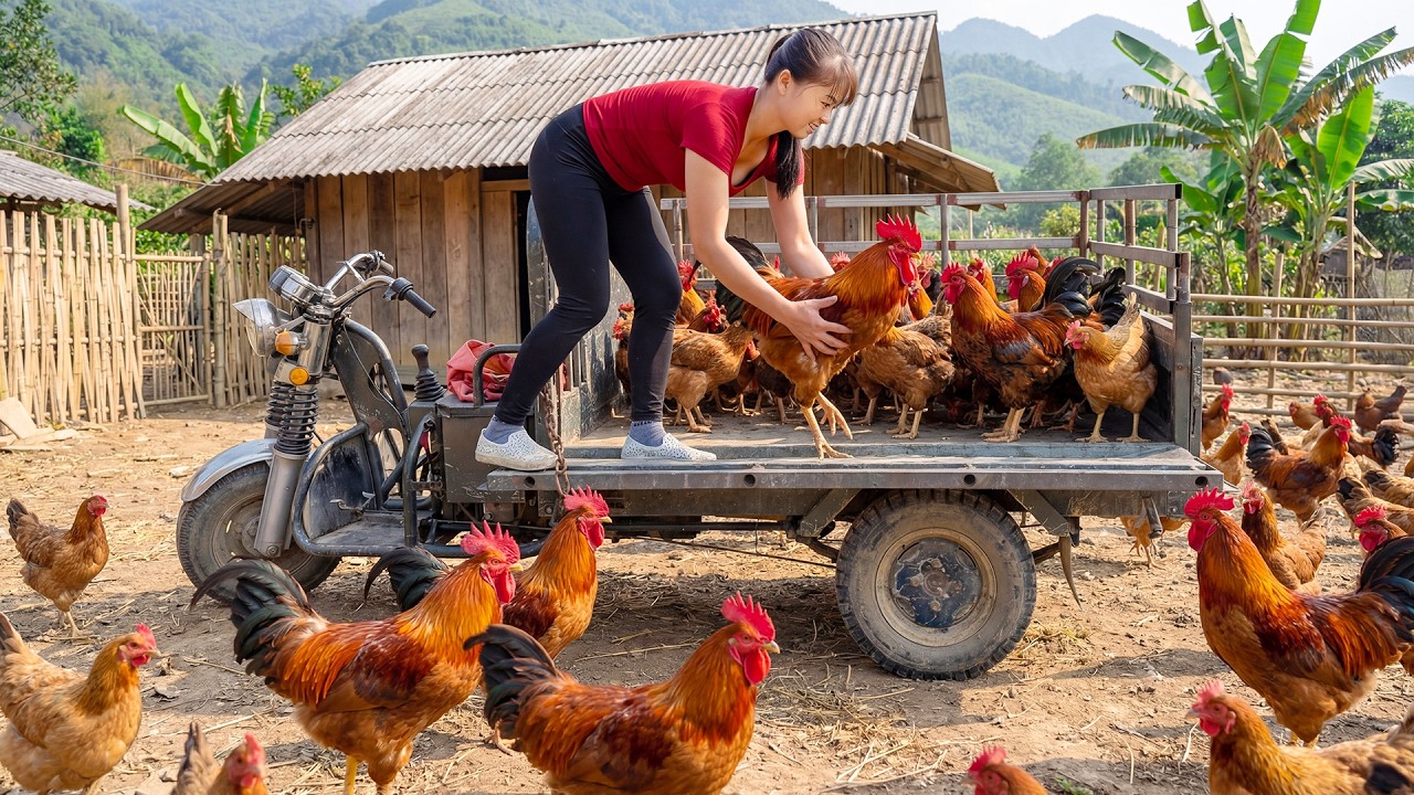 Harvesting Many Chickens on the Farm | Transporting by 3-Wheeled Truck to Market