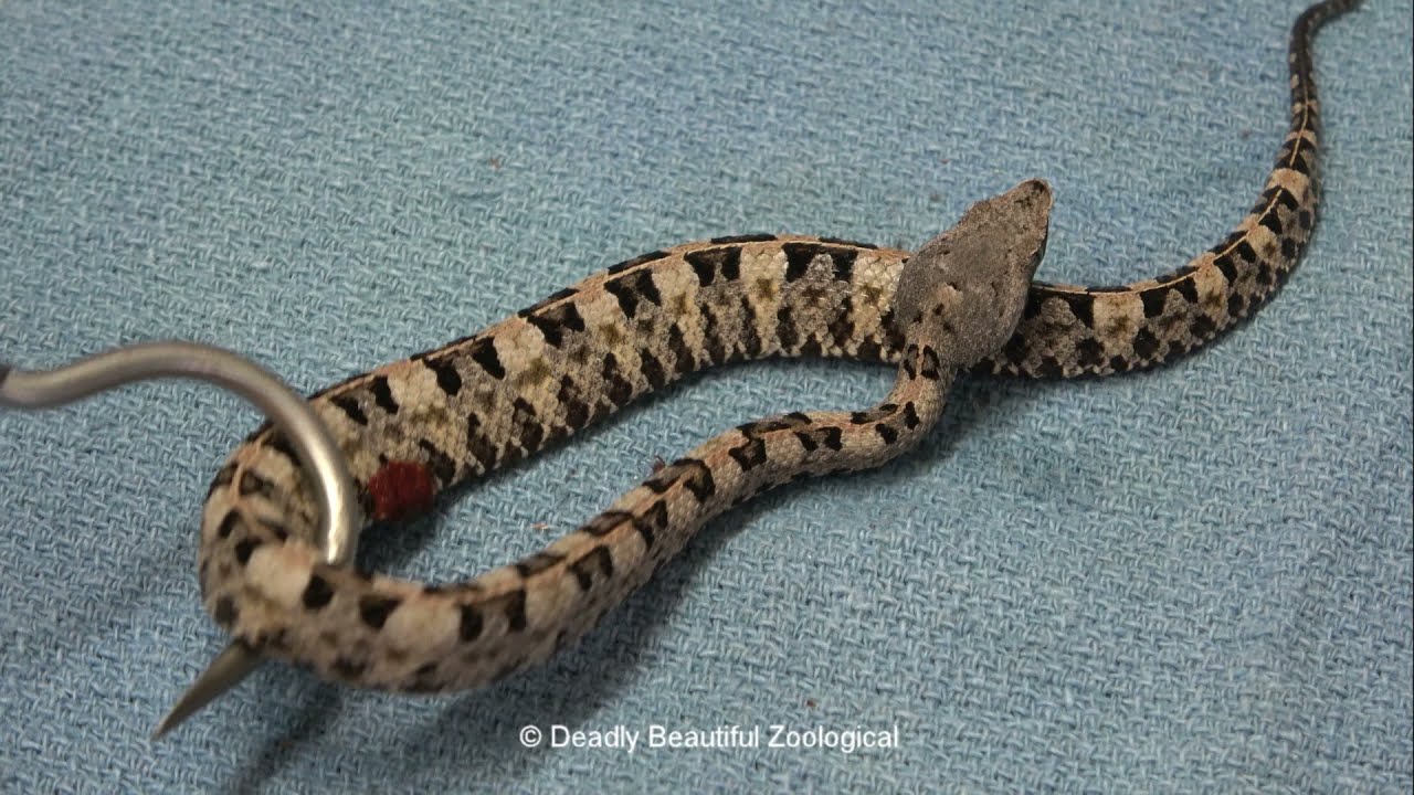Hognose Pit Vipers