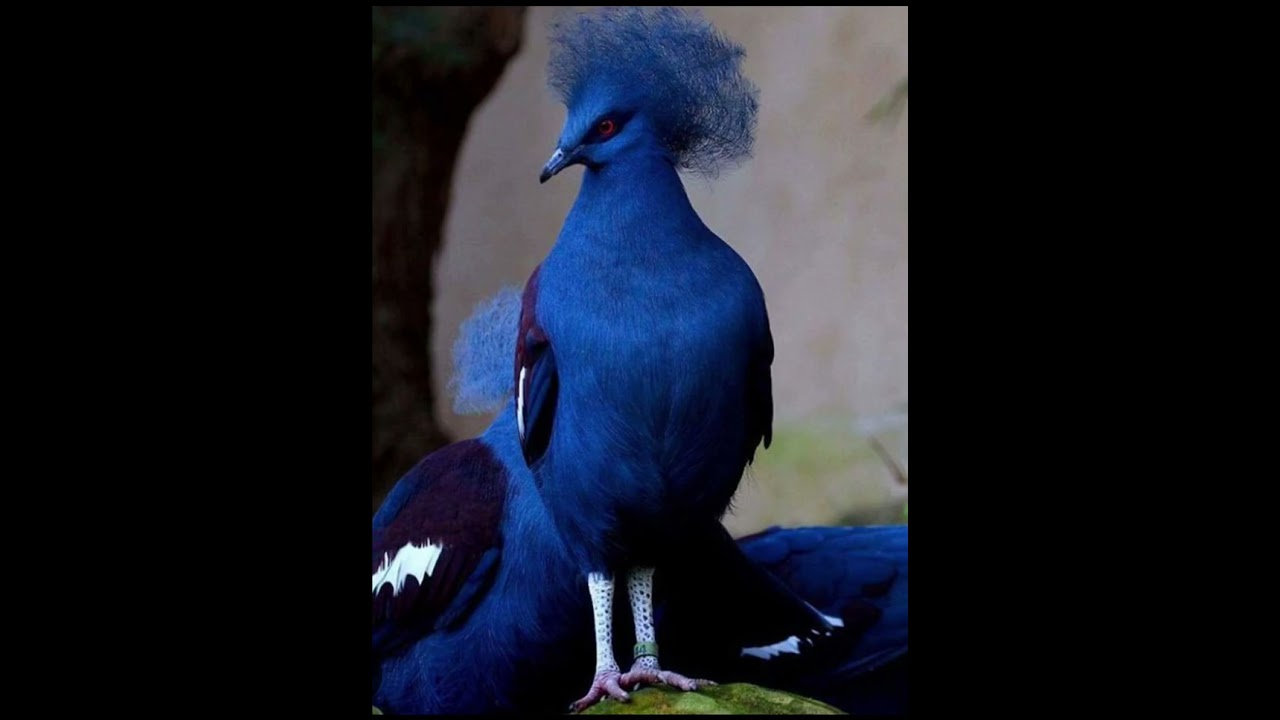 rare bird species 🦜🦚🦢