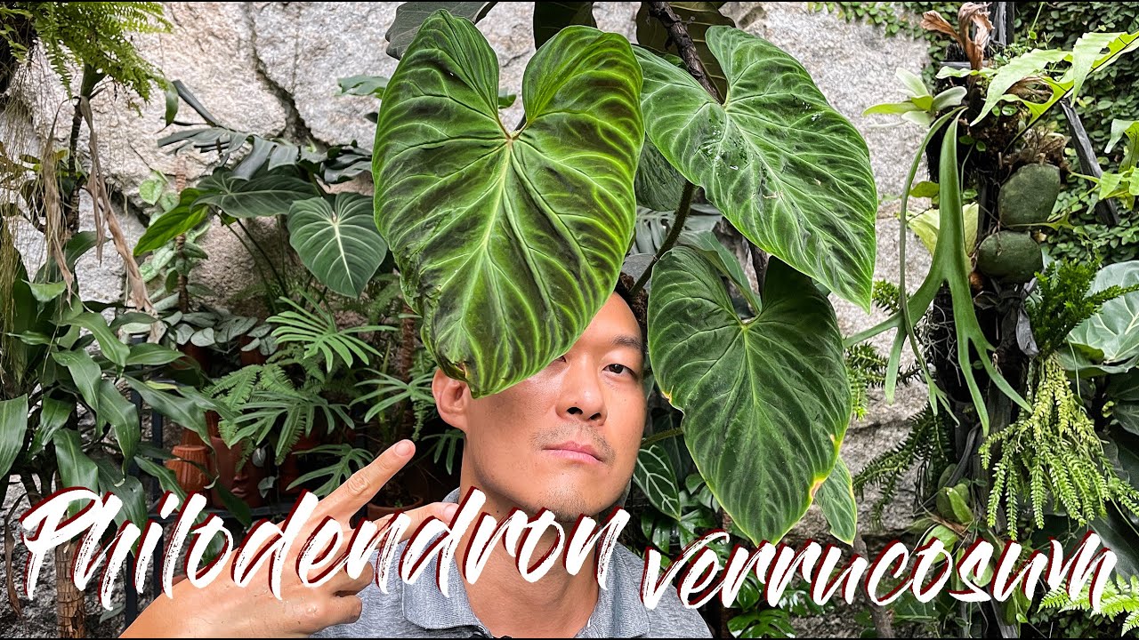Philodendron verrucosum care and propagation (with updates)