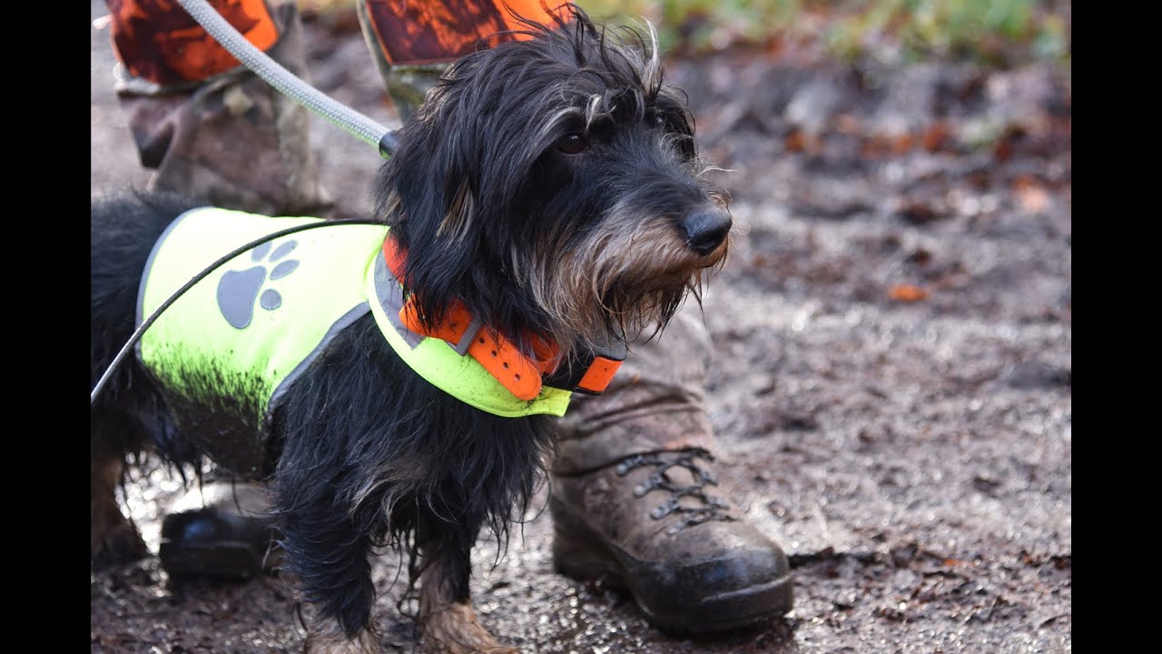 Drückjagd auf Rehwild: Mit Teckeln waidgerecht Strecke machen