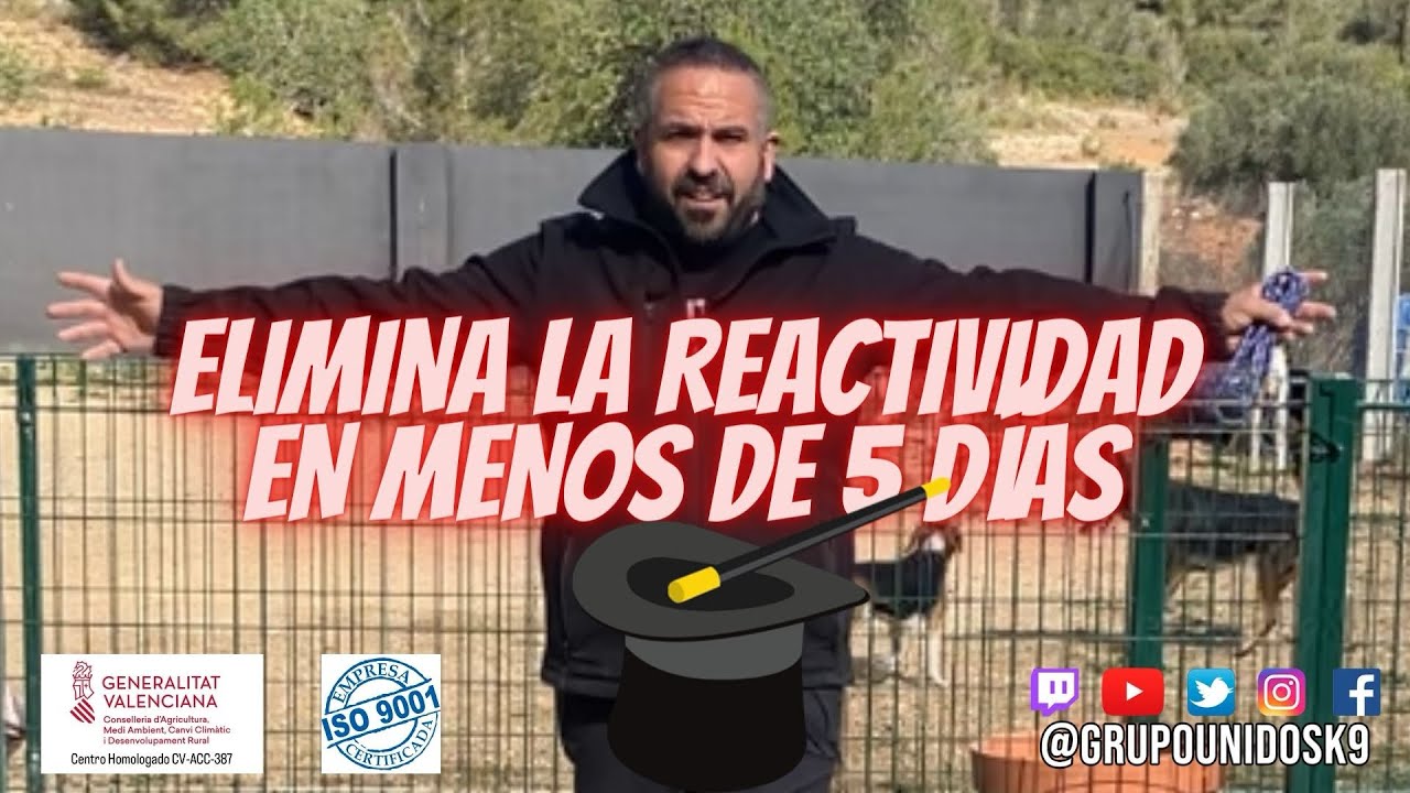 Cómo eliminar la REACTIVIDAD de un perro, #reactividadcanina #perroreactivo #adiestramientocsnino