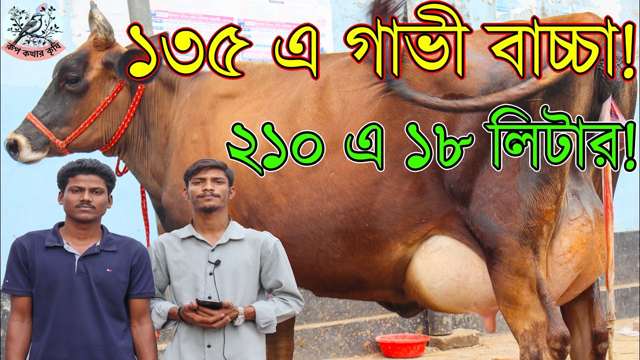 সবার চাইতে কম দামে গাভীর প্রতিবেদন।১৩০ এ ১২ লিটার দুধের গাভী। ১৩৫ এ গাভী বাচ্চা। ২১০ এ ১৮ লিটার দুধ।