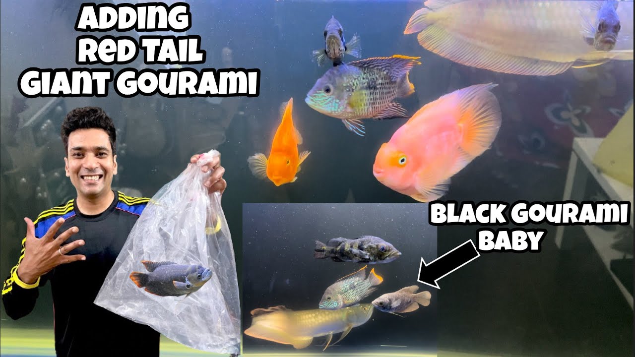 Black Gaint Gourami | Red Tail Gaint Gourami Baby | Adding New Fish to 5 Feet Aquarium collection