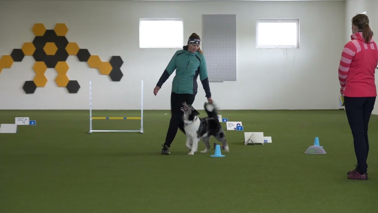 FCI Rally Obedience- Foxy