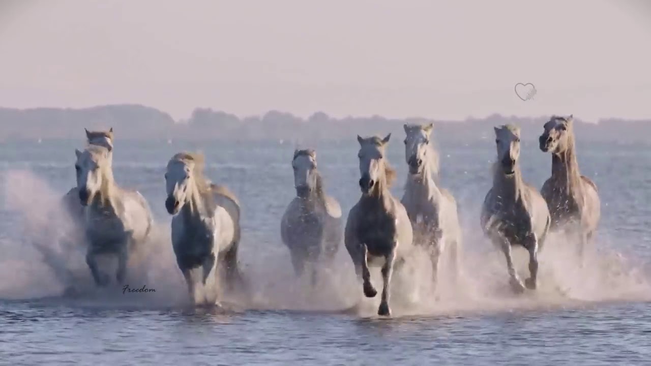 FREEDOM   Sergey Grischuk