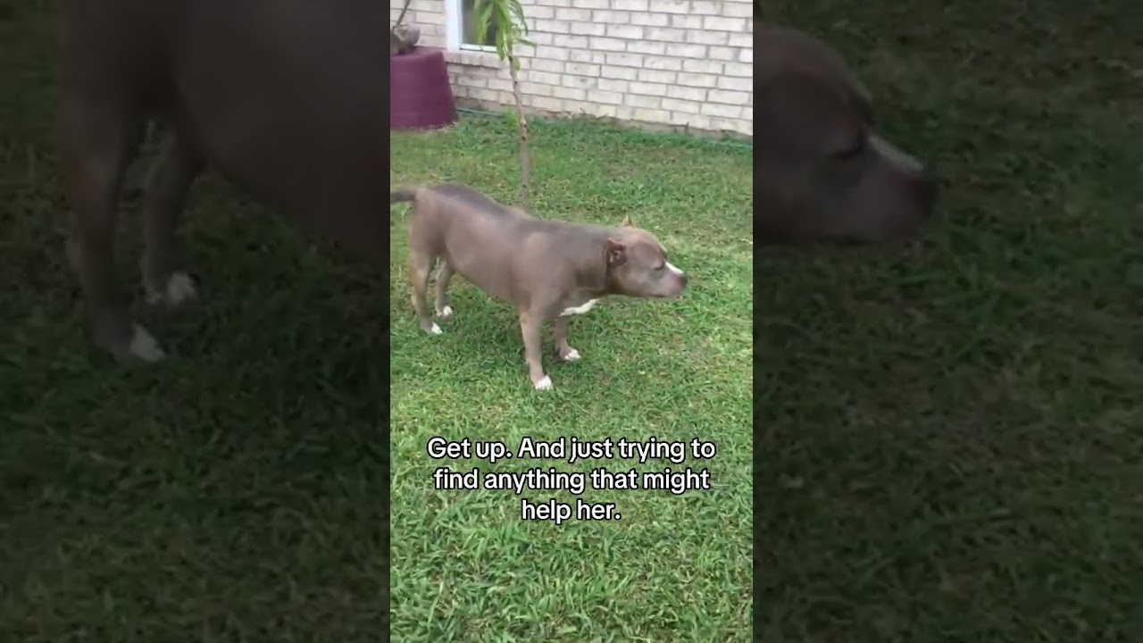 This dog was paralyzed from the waist down... (Miracle Story) ❤️