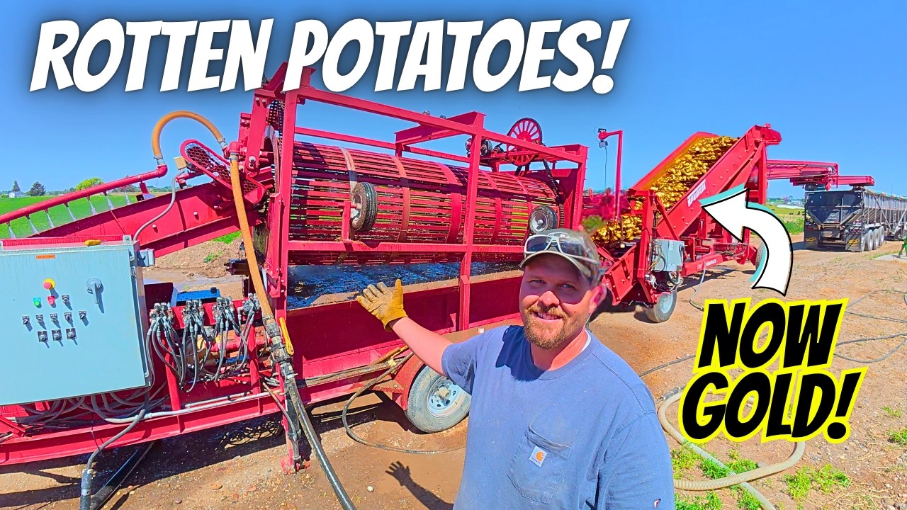 Rotten Potatoes to Gold: Our Last Chance to Save Them