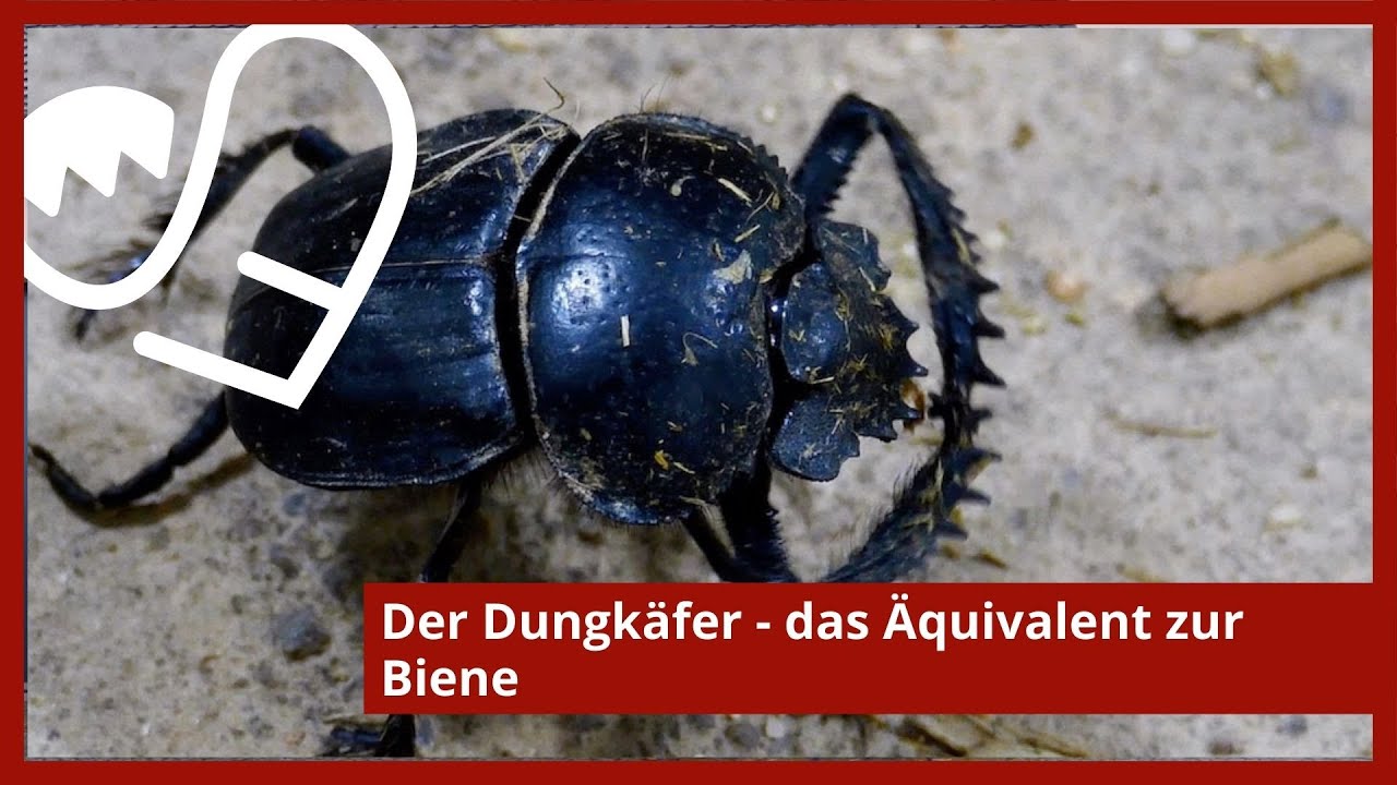 Der Dungkäfer - das Äquivalent zur Biene