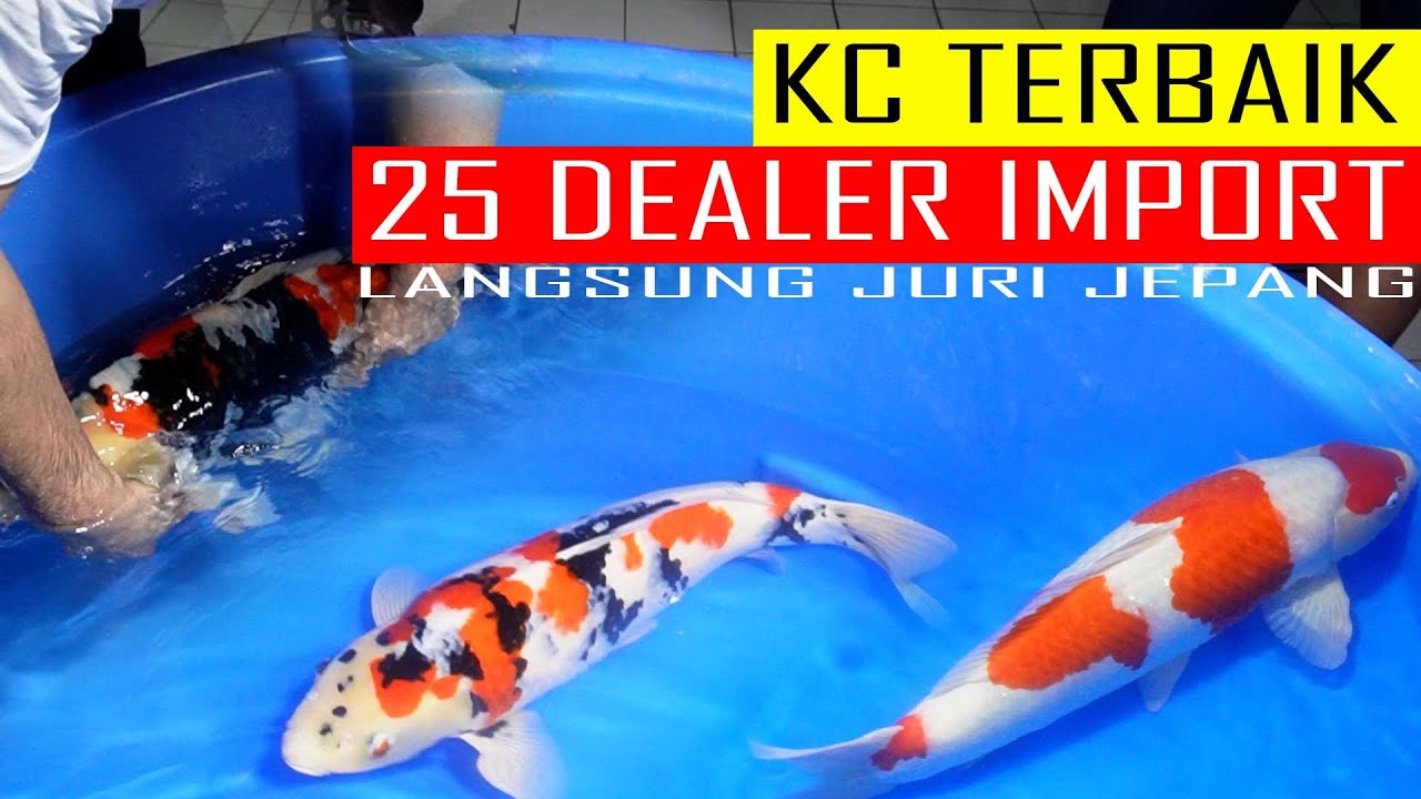 IKAN KOI TERBAIK  DARI 25 DEALER IMPORT BERKUMPUL DAN DIJURI LANGSUNG OLEH LIMA FARM JEPANG