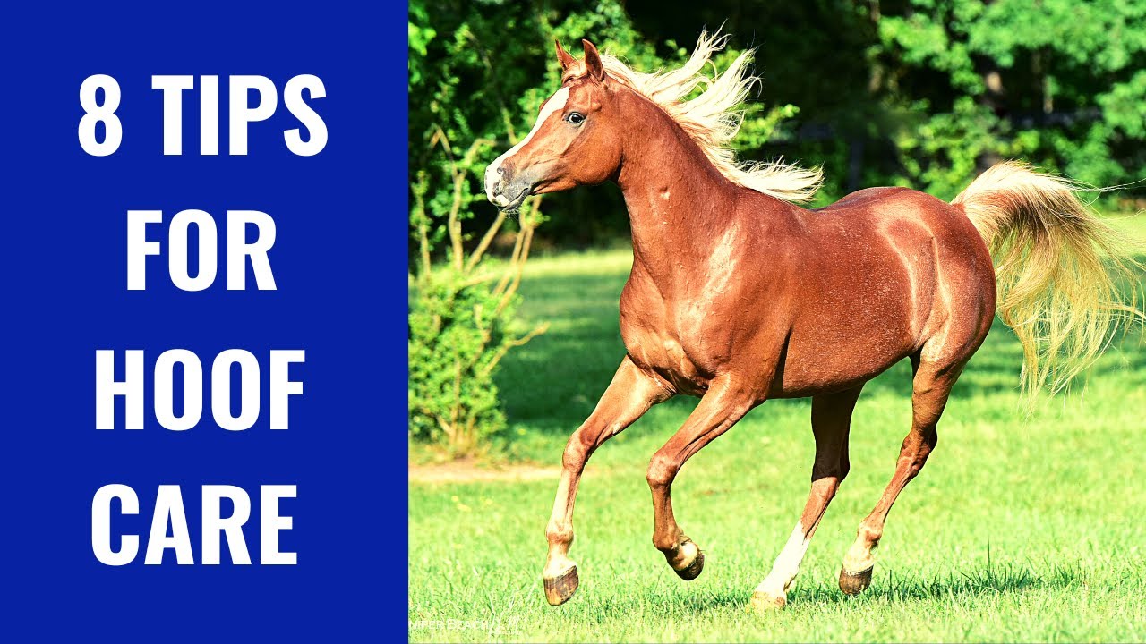 Why Is Hoof Care Important- 8 Tips For Beginners