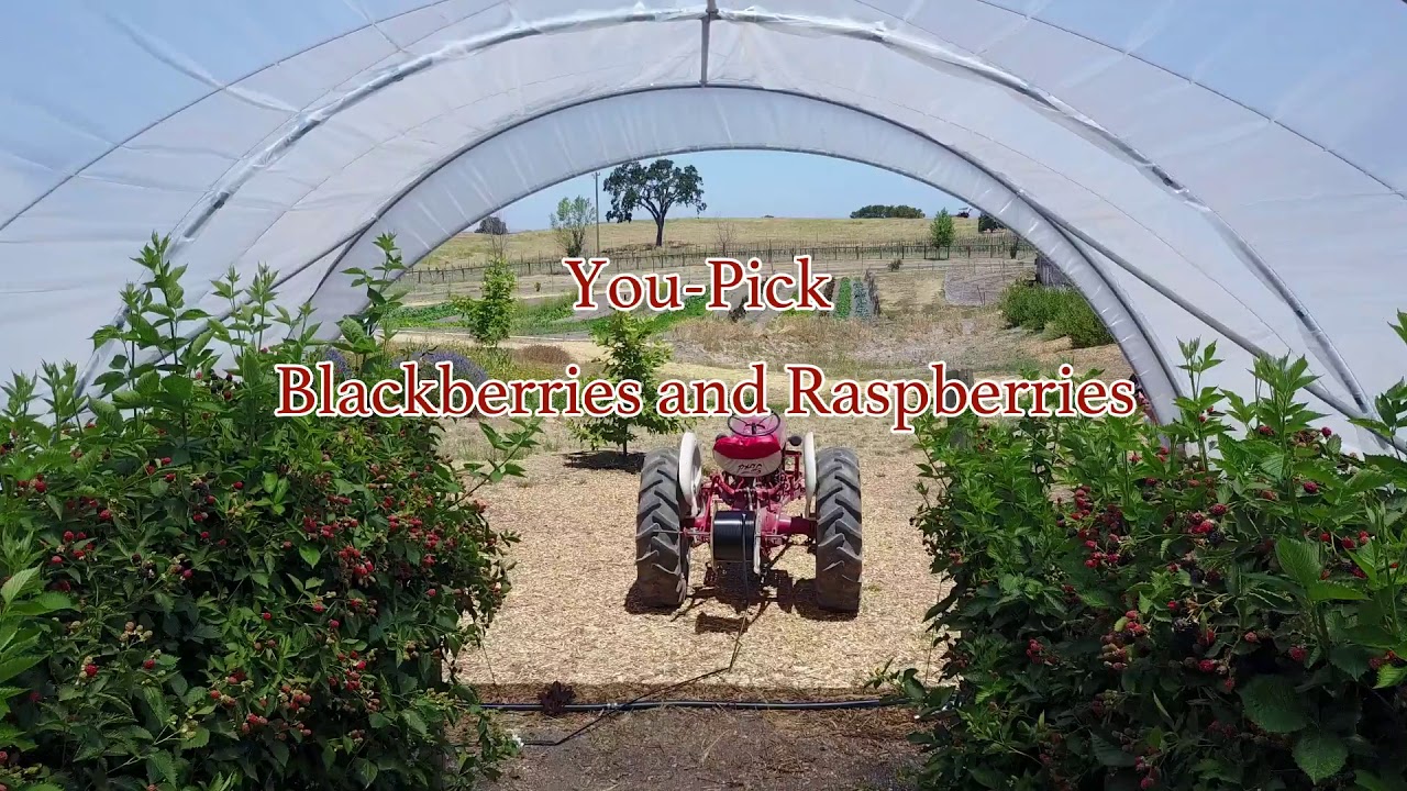 Templeton Valley Farms promo