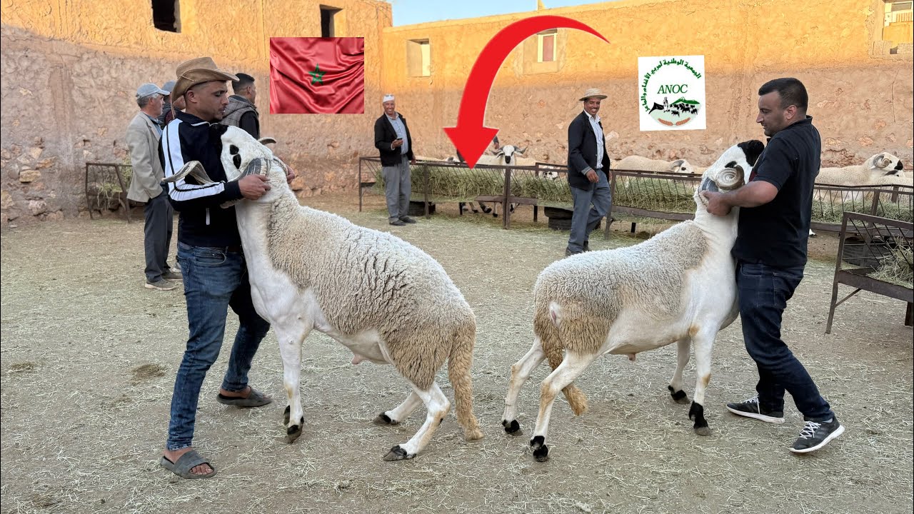 بسم الله ختمها مسك أول ضهور لفحول عائلة الدحوحي العريقة في مجال تحسين سلالة الصردي ❤️