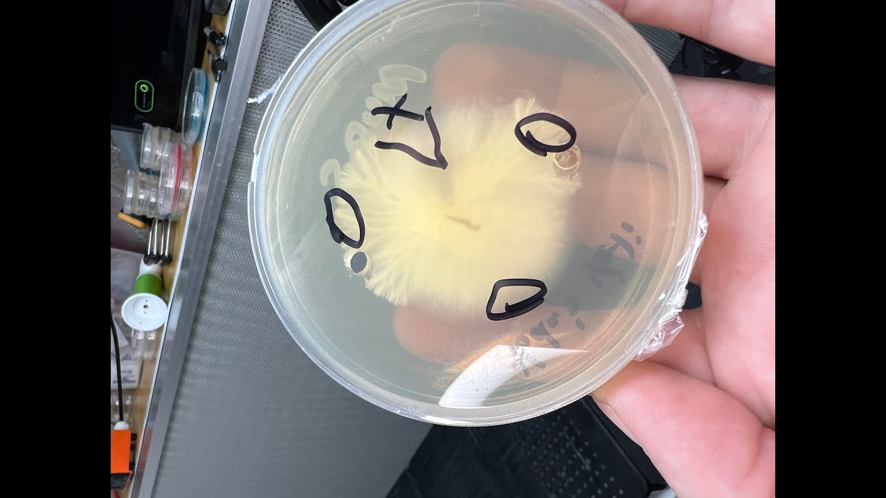 School of Rock’n Agar –Cleaning up those cultures -Water agar, antibiotic, charcoal, rit dye