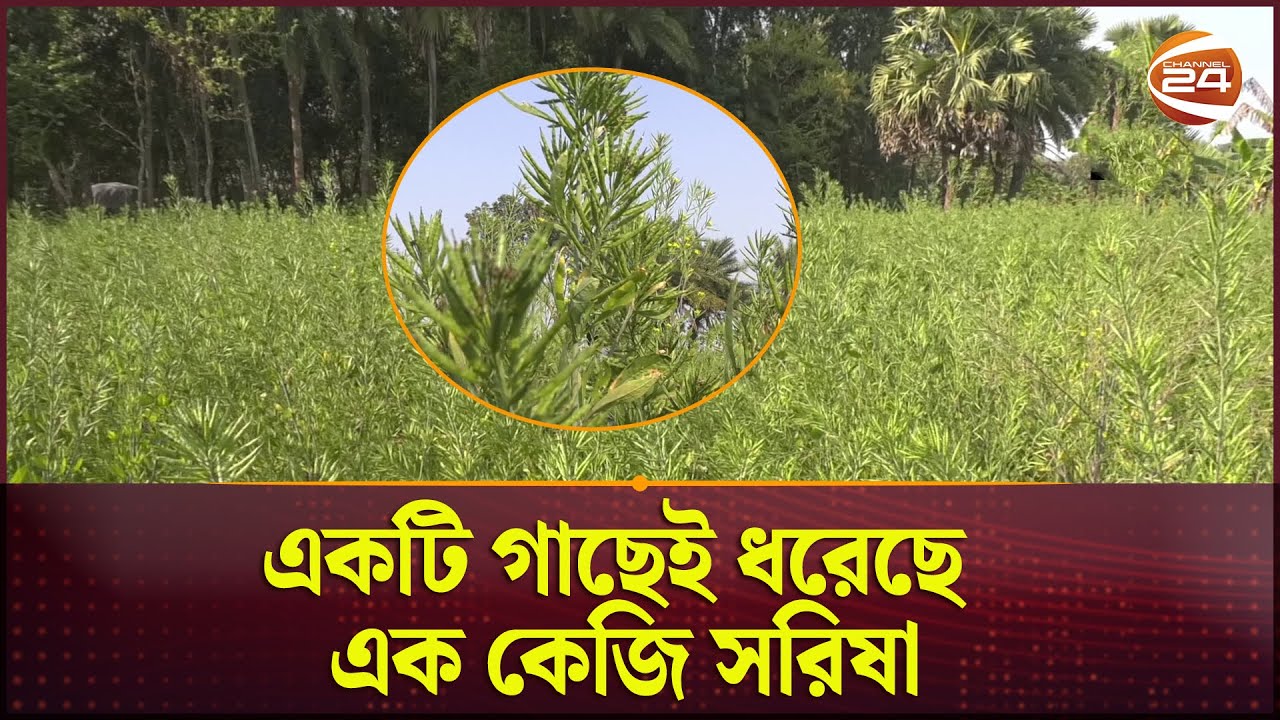 হাইব্রিড জাতের ৫০০ গ্রাম বীজ চাষ করে প্রথমবারেই সফল চুয়াডাঙ্গার এক কৃষক | Mustard | Channel 24