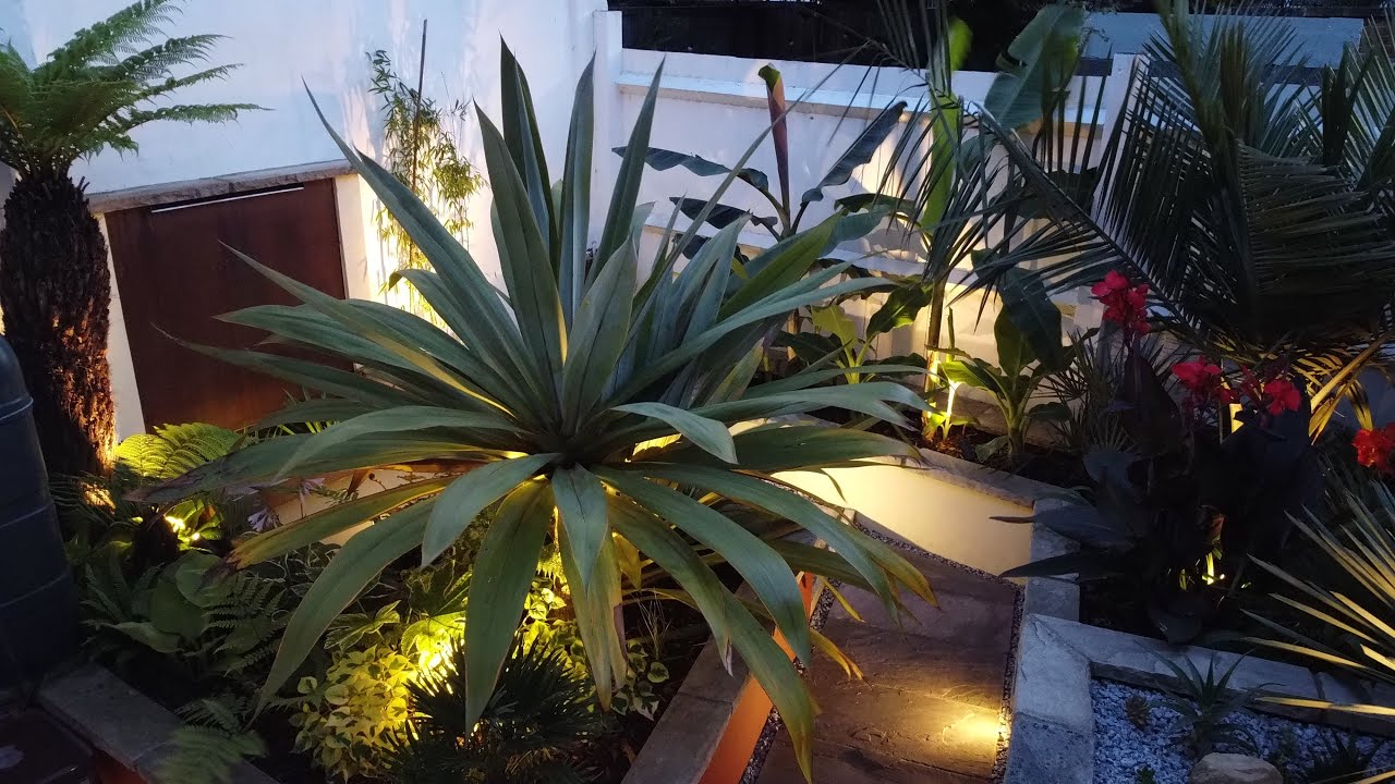 The creation of my UK tropical courtyard garden