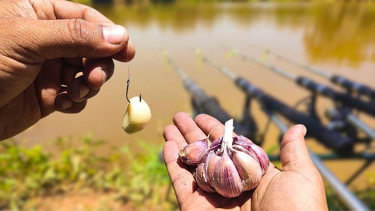 🔥 ALHO funciona mesmo? TESTE REAL como ISCA na Pescaria