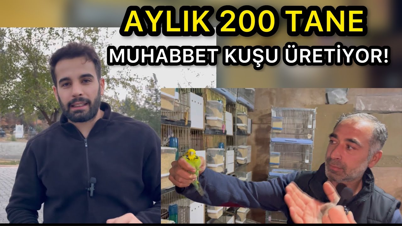 AYLIK 200 MUHABBET KUŞU ÜRETİYOR! Hemde Evinin Deposunda !