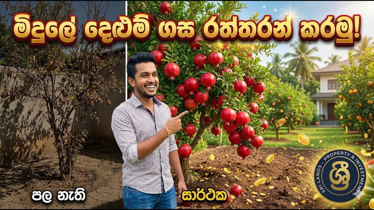 ඔබේ දෙළුම් ගසත් 