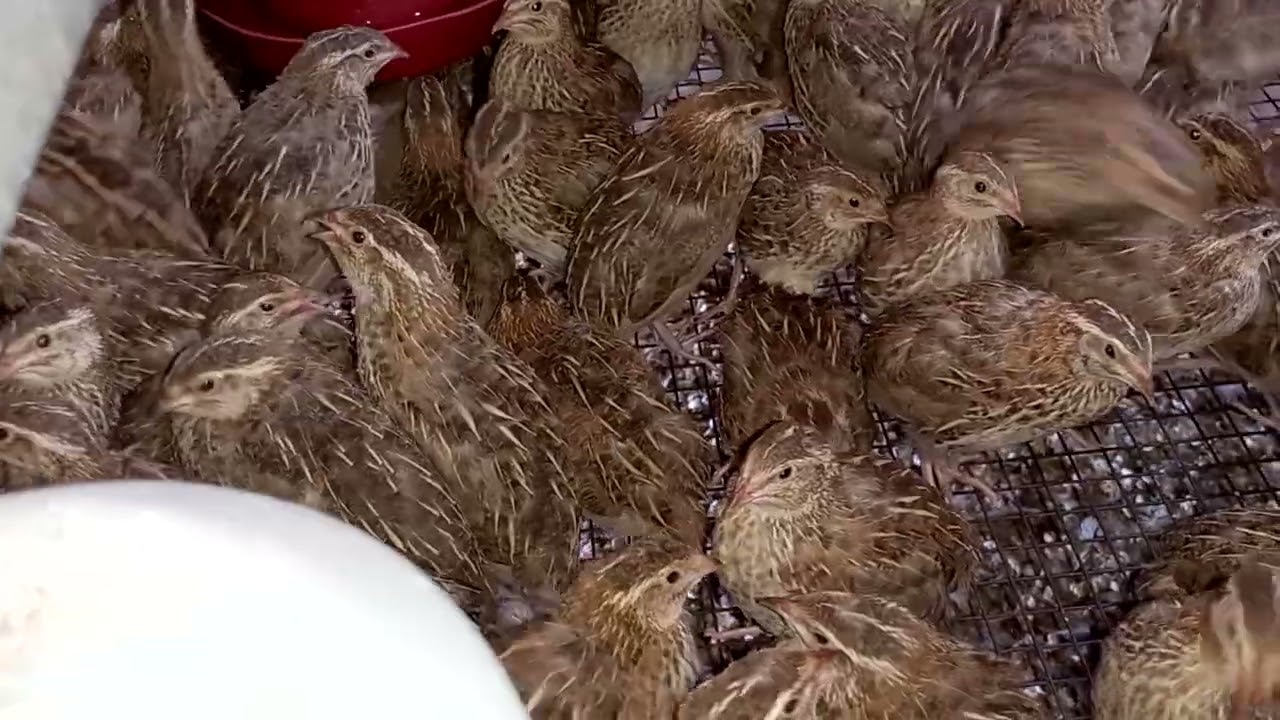 Codorna de 9,14,21,28,35 e 42 dias , mostrando no canal tamanho de cada uma .