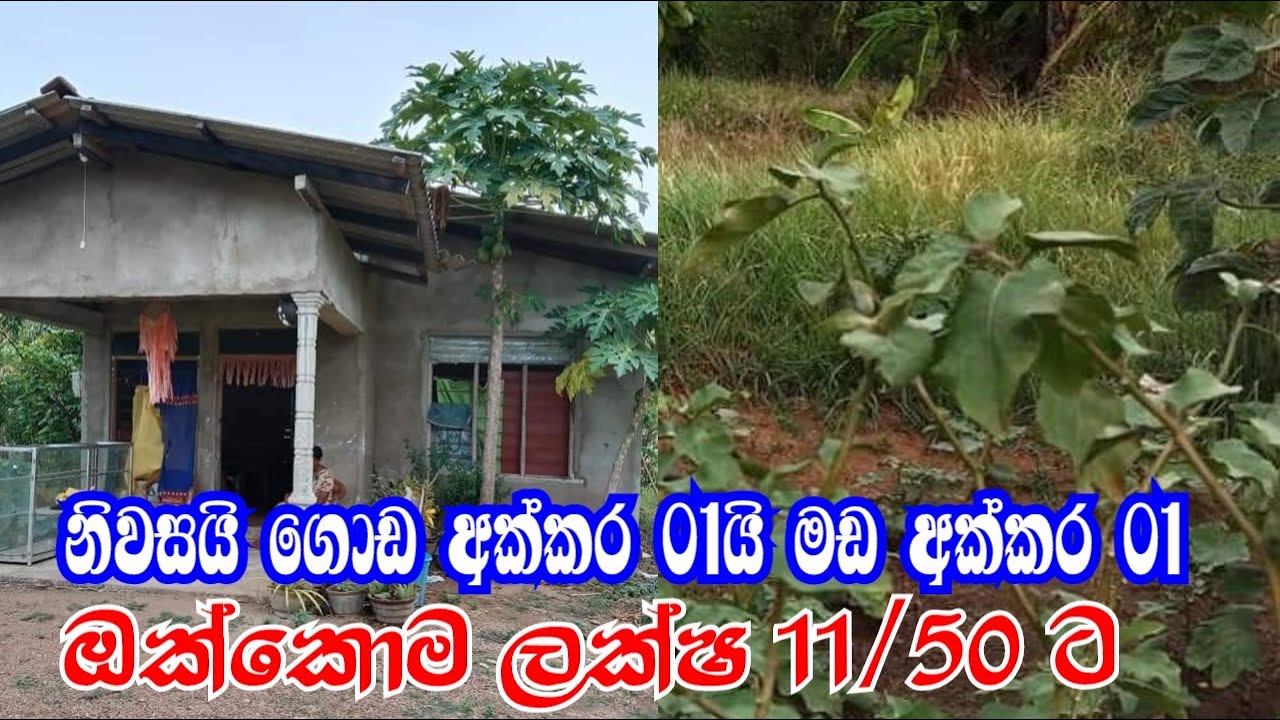 නිවසක් සමග වටිනා අක්කරයක ගොඩ ඉඩමක් හා අක්කරයක මඩ ඉඩමක් | land for sale in Padaviya | property for