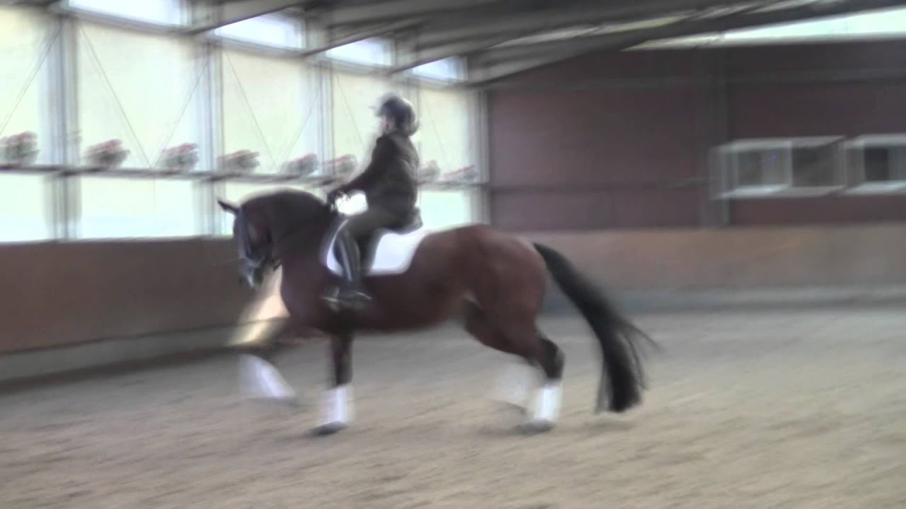 SOLD : Ucelle - Dressage mare - 2008/ December 2015