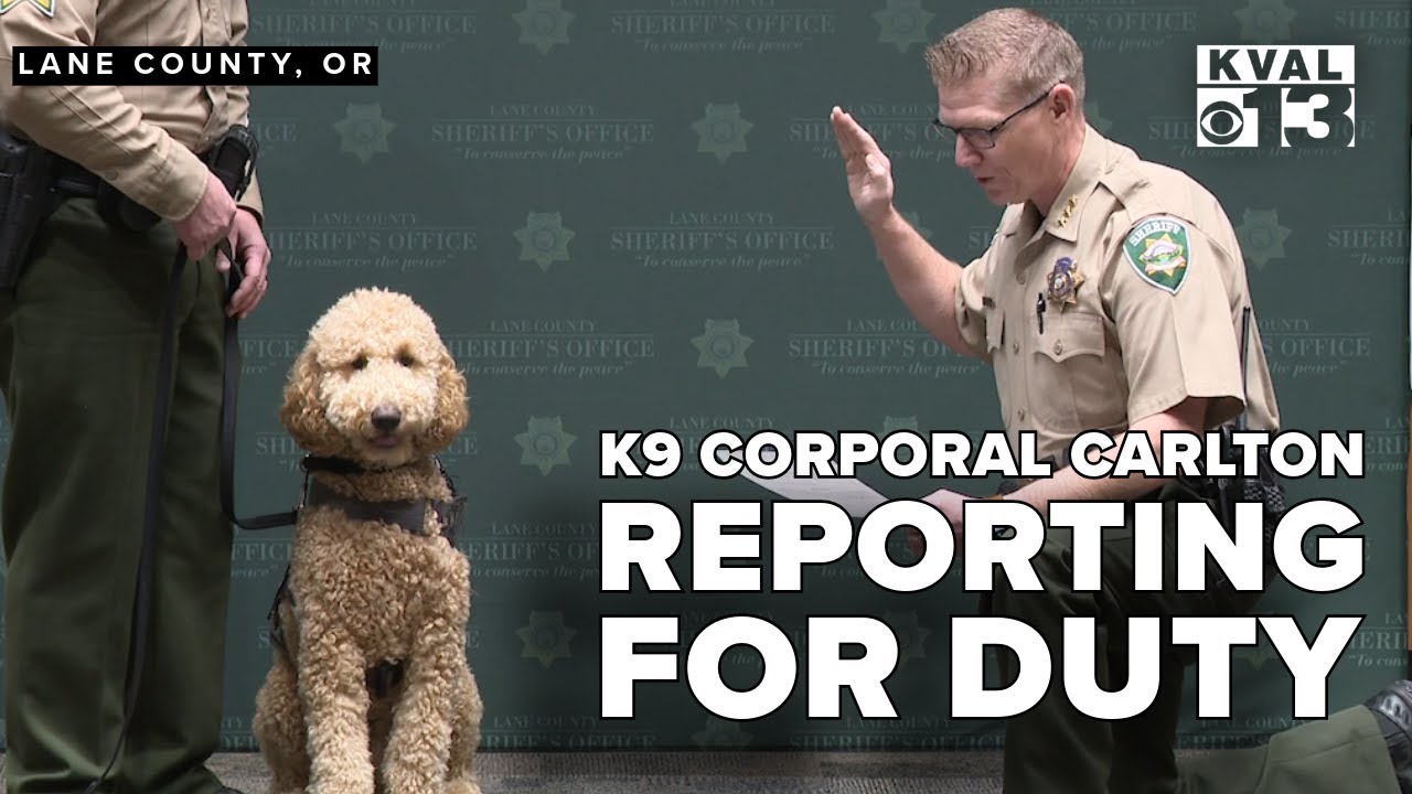 K9 Corporal Carlton Sworn in to Serve for the Lane County Sheriff's Office